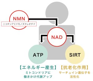 NMNとは