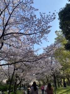 お花見🌸