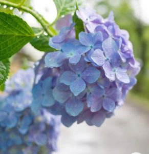 梅雨の時期のむくみ対策☔