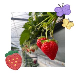 栄養満点！いちご狩り🍓