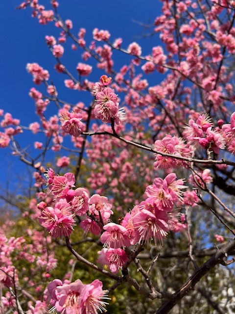 春に向けて🌸