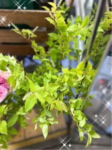春〜夏の移り変わる季節、5月になりましたね！！