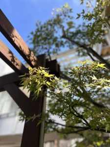 秋の訪れ見つけました🍁