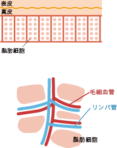 正常な皮膚の状態のイメージ