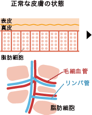 正常な皮膚の状態のイメージ