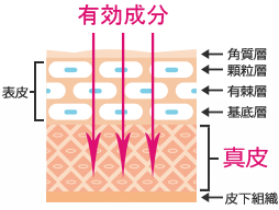 皮膚詳細イメージ図